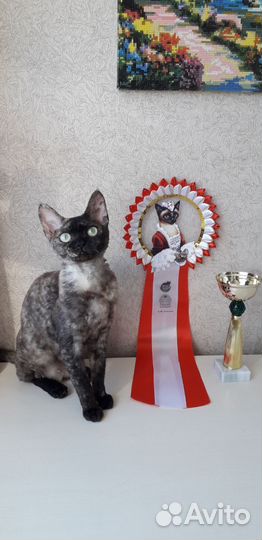 Котята Девон рекс девочки