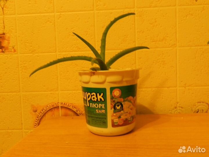 Алоэ лекарственное