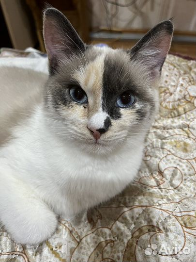 Котята в дар