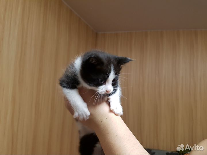 Отдам котят в наидобрейшие руки