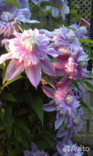 Саженцы Клематиса Жозефина группа обрезки