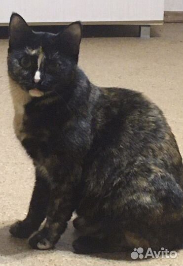 Кошка