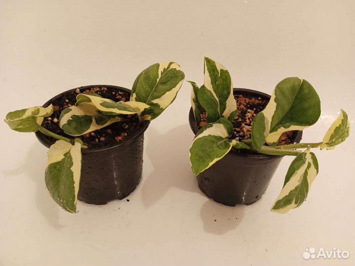 Сциндапсус энджой