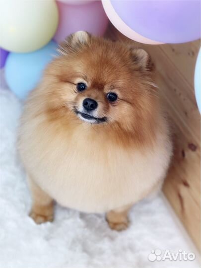 Груминг шпица