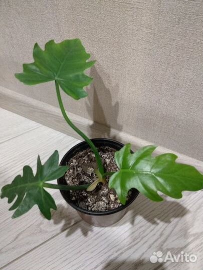 Лекарственные и домашние цветы