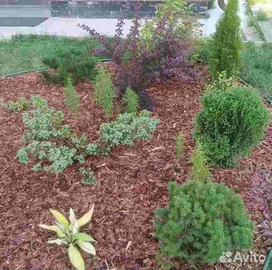 Щепа декоративная