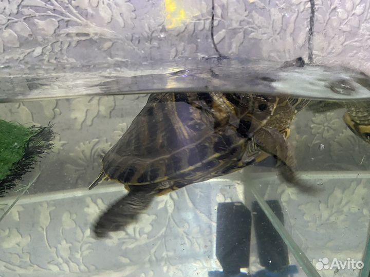 Черепаха с аквариумом