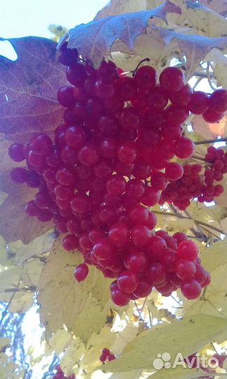 Калина, (ягоды) и укроп