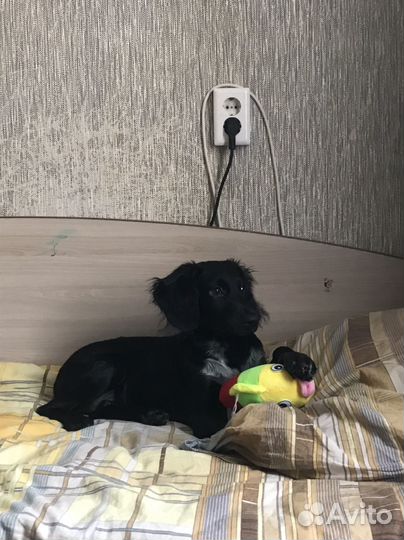 Русский спаниель