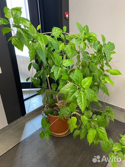 Комнатный цветок роза