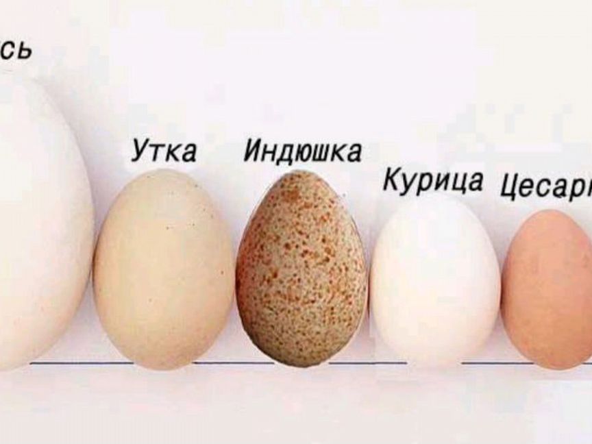 Яйцо индюшиное, бройлеров, утиное, гусиное несушек