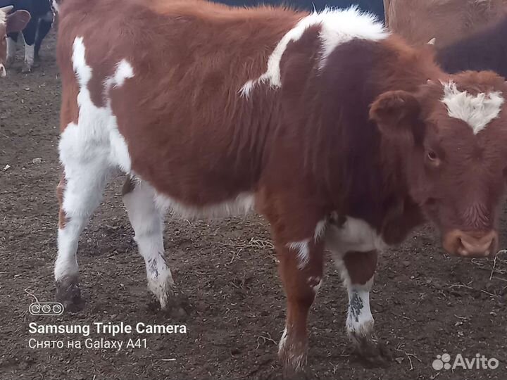 Тёлки 23года