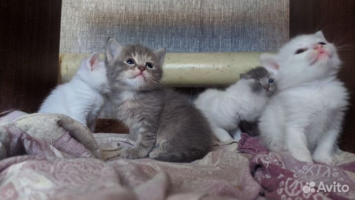 Отдам котят в добрые руки