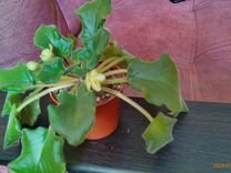 занятия второй смены улан удэ сегодня. отмена занятий улан-удэ. школа фотографии. школа номер 37 улан удэ. 46 школа улан-удэ.