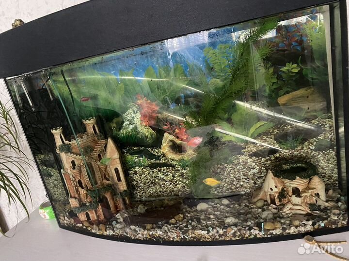 Аквариум