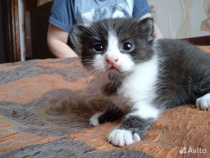 Отдам котенка в добрые руки