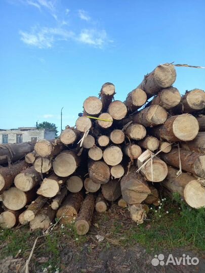 Лес кругляк сосна