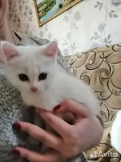 Белая Кошечка