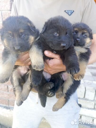 Немецкая овчарка