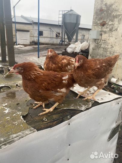 Куры Несушки