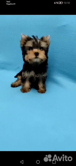 Самые красивые