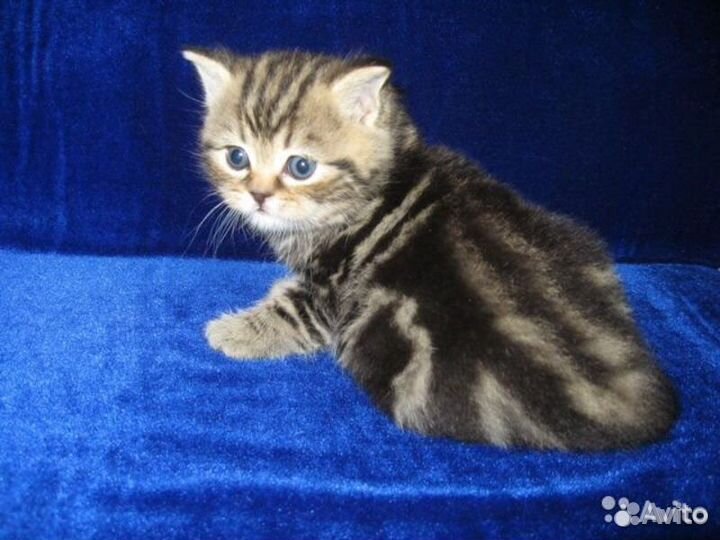 Котенок Бусина