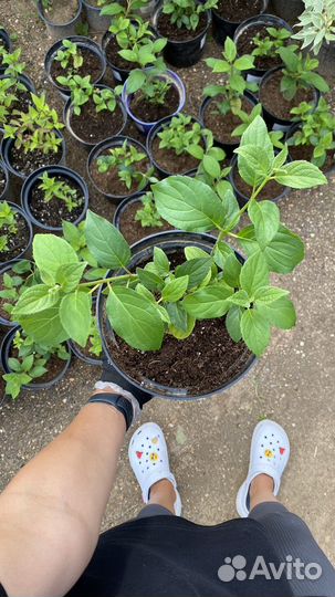 Гортензия саженцы