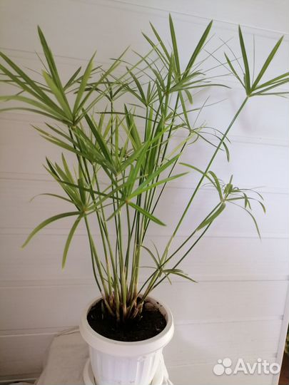 Циперус папирус