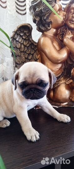 Щенки мопса
