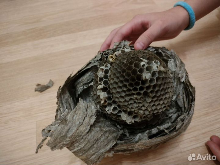 Осиное гнездо