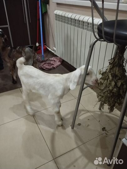 Нубийские козлята