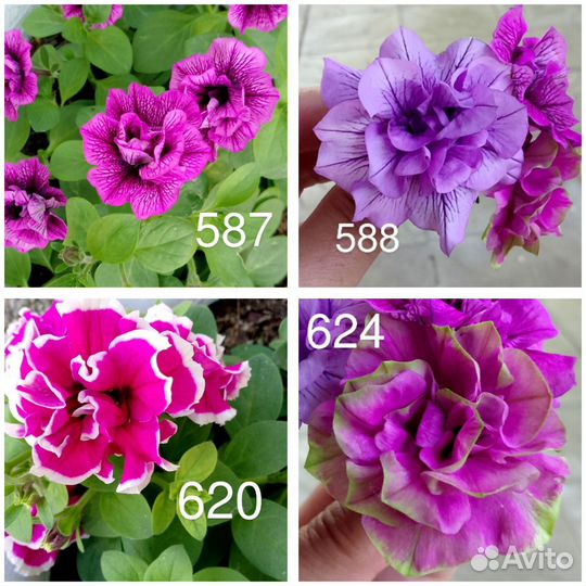 Вегетативная петуния