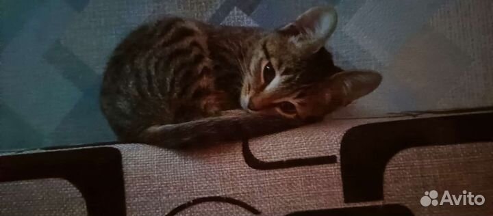 Европейская