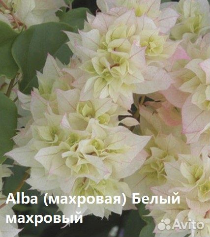 Бугенвиллия. Укоренённые черенки. Разные сорта