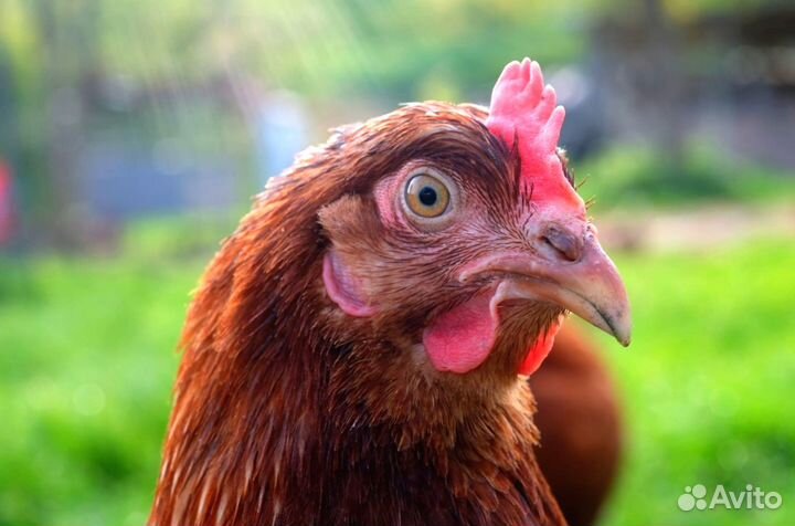 Куры несушки