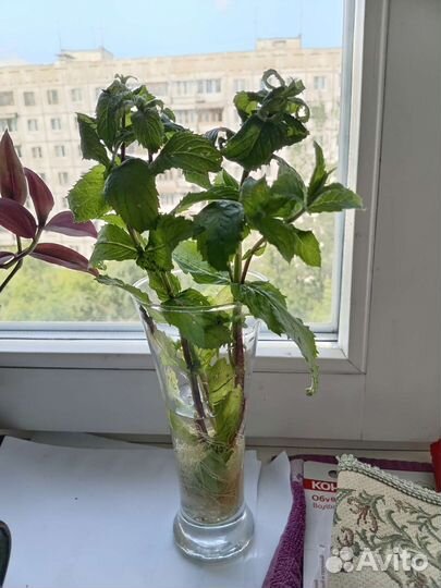 Мята с корешами :)