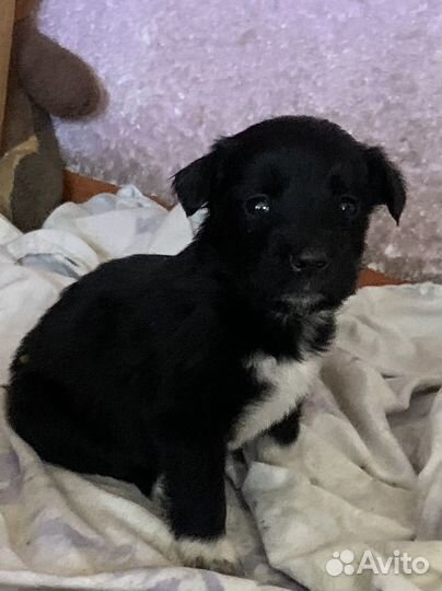 Щенки спаниеля