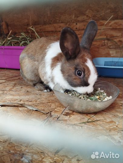 Декоративные кролики