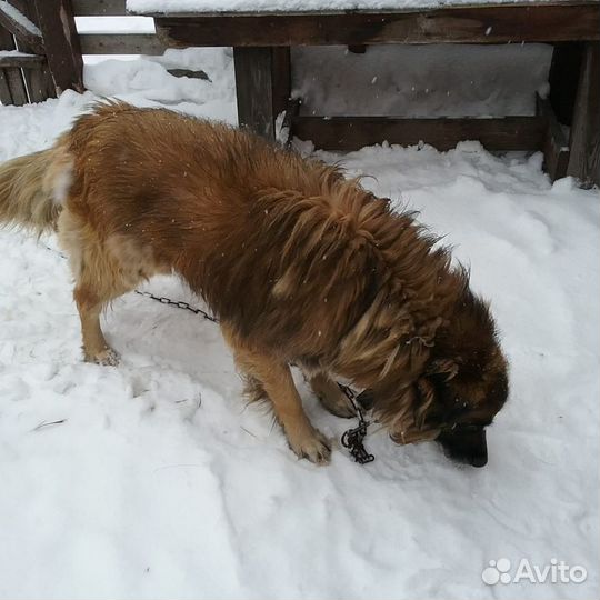 Собака в добрые руки