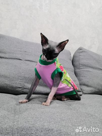 Киса сфинкс