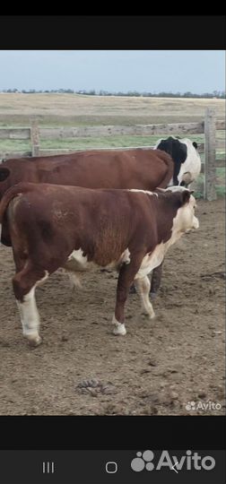 Корова телята и бычки