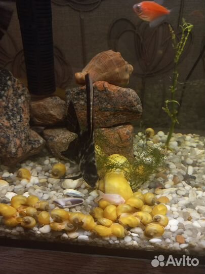 Улитки аквариумные ампулярии