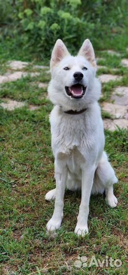 Аляска в добрые руки