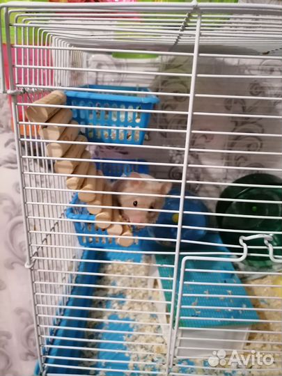 Хомяк с клеткой