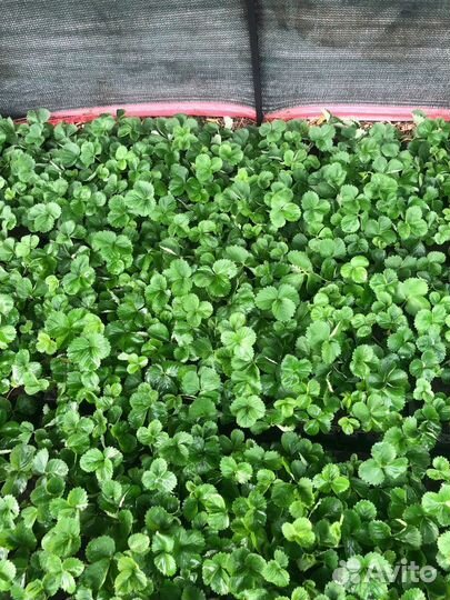 Рассада, сорт Клери