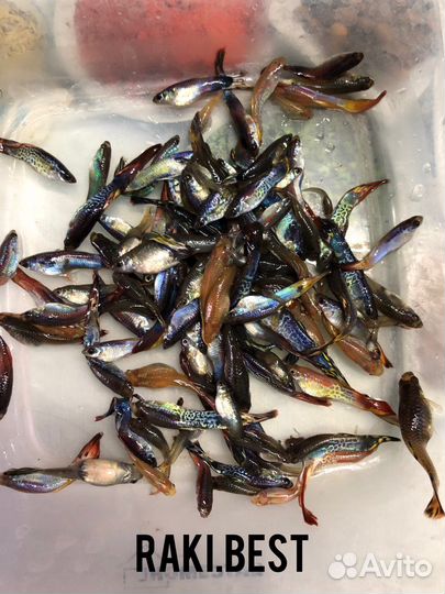 Рыба гуппи только опт