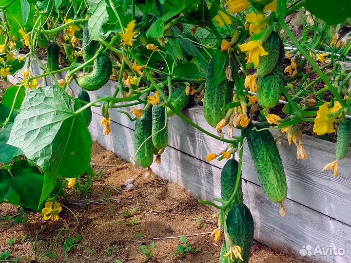 Бригады на огуречные теплицы