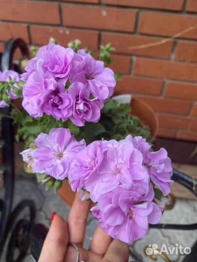 Пеларгония герань