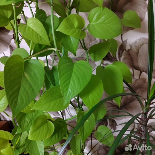 Сциндапсусы