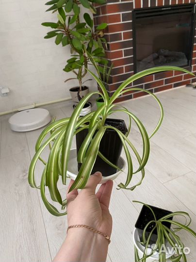 Хлорофитум кудрявый